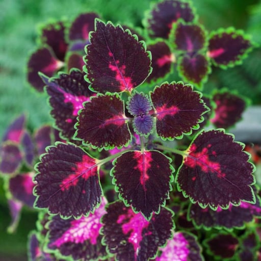 Coleus (Coleus forskohlii)